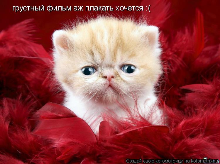 грустный фильм аж плакать хочется :(... Котоматрица: грустный фильм аж плакать хочется :(