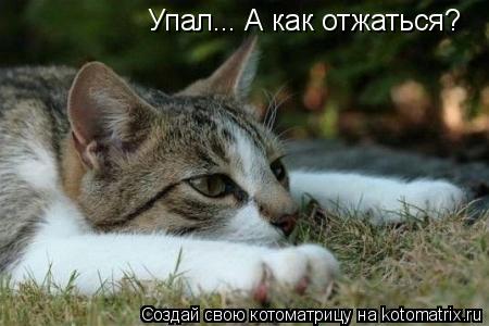 Упал... А как отжаться?... Котоматрица: Упал... А как отжаться?