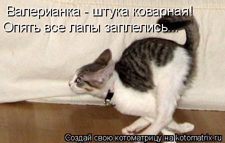 Валерианка - штука коварная! Опять все лапы заплелись...... Котоматрица: Валерианка - штука коварная! Опять все лапы заплелись...