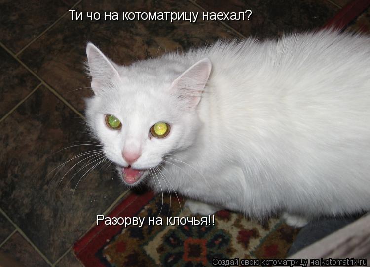 Ти чо на котоматрицу наехал? Разорву на клочья!!... Котоматрица: Ти чо на котоматрицу наехал? Разорву на клочья!!