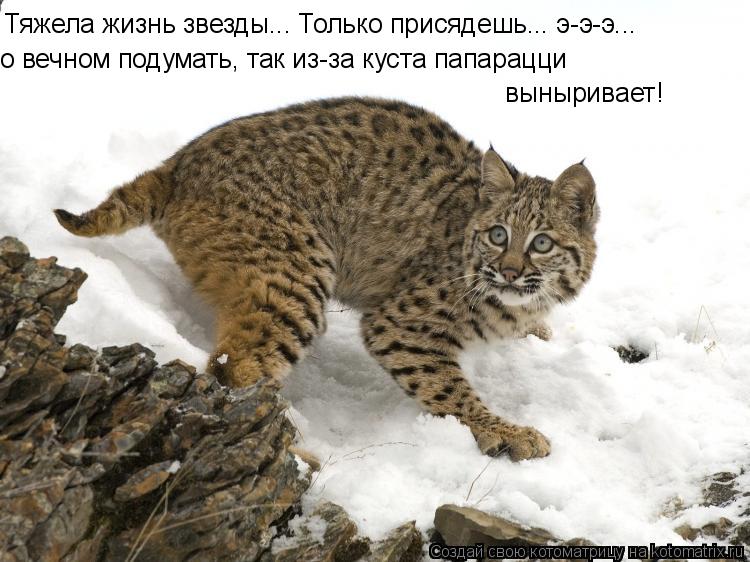Тяжела жизнь звезды... Только присядешь... э-э-э... о вечном подумать, так из-за куста папарацци вын... Котоматрица: Тяжела жизнь звезды... Только присядешь... э-э-э... о вечном подумать, так из-за куста папарацци выныривает!