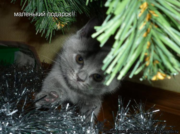 маленький подарок!!... Котоматрица: маленький подарок!!