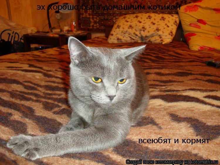 эх хорошо быть домашним котиком всеюбят и кормят... Котоматрица: эх хорошо быть домашним котиком всеюбят и кормят