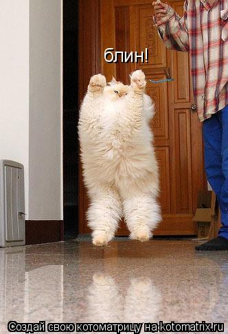 Котоматрица: блин!