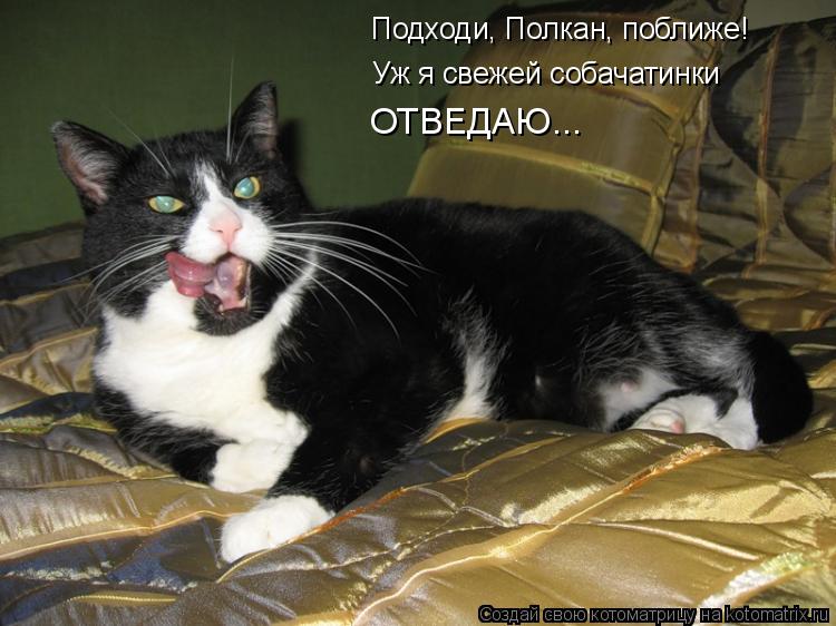Подходи, Полкан, поближе! Уж я свежей собачатинки ОТВЕДАЮ...... Котоматрица: Подходи, Полкан, поближе! Уж я свежей собачатинки ОТВЕДАЮ...