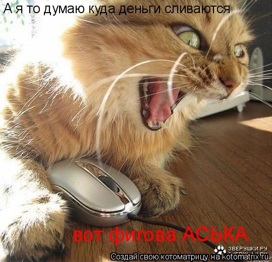 Котоматрица: А я то думаю куда деньги сливаются вот фигова АСЬКА