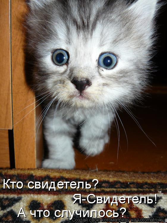 Кто свидетель? Я-Свидетель! А что случилось?... Котоматрица: Кто свидетель? Я-Свидетель! А что случилось?