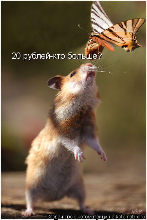 20 рублей-кто больше?... Котоматрица: 20 рублей-кто больше?