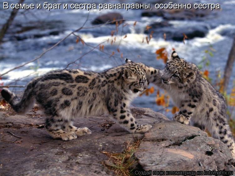 В семье и брат и сестра равнаправны, особенно сестра... Котоматрица: В семье и брат и сестра равнаправны, особенно сестра