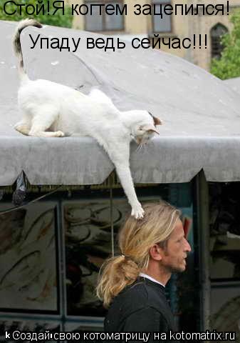 Стой!Я когтем зацепился! Упаду ведь сейчас!!!... Котоматрица: Стой!Я когтем зацепился! Упаду ведь сейчас!!!