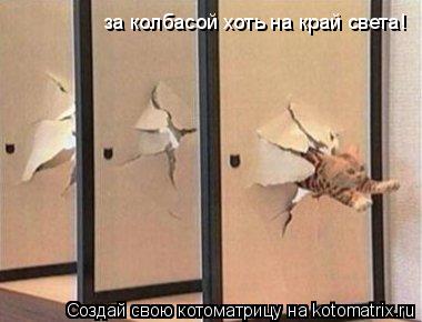 за колбасой хоть на край света!... Котоматрица: за колбасой хоть на край света!
