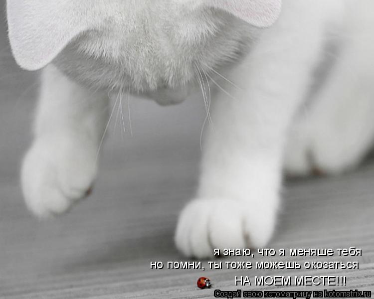 я знаю, что я меняше тебя но помни, ты тоже можешь окозаться НА МОЕМ МЕСТЕ!!!... Котоматрица: я знаю, что я меняше тебя но помни, ты тоже можешь окозаться НА МОЕМ МЕСТЕ!!!