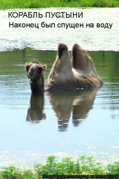 КОРАБЛЬ ПУСТЫНИ Наконец был спущен на воду... Котоматрица: КОРАБЛЬ ПУСТЫНИ Наконец был спущен на воду