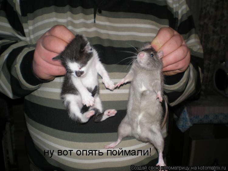ну вот опять поймали!... Котоматрица: ну вот опять поймали!