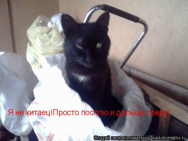 Я не китаец!Просто посплю и дальше поеду!... Котоматрица: Я не китаец!Просто посплю и дальше поеду!