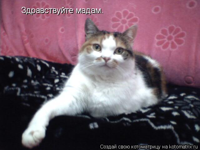 Здравствуйте мадам.... Котоматрица: Здравствуйте мадам.