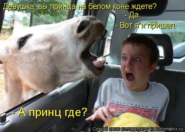 Котоматрица: Девушка, вы принца на белом коне ждете?  - Да. - Вот я и пришел. - А принц где?
