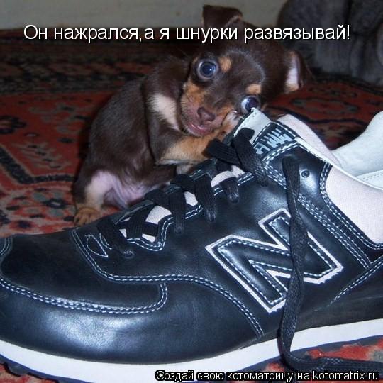 Котоматрица: Он нажрался,а я шнурки развязывай!