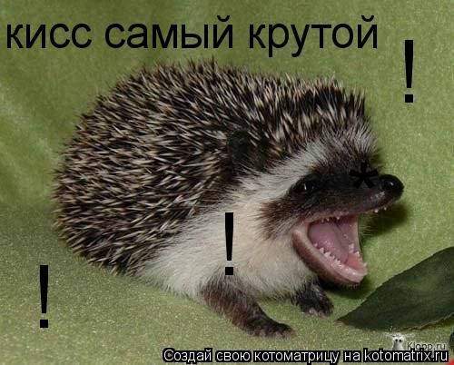 * кисс самый крутой ! ! !... Котоматрица: * кисс самый крутой ! ! !