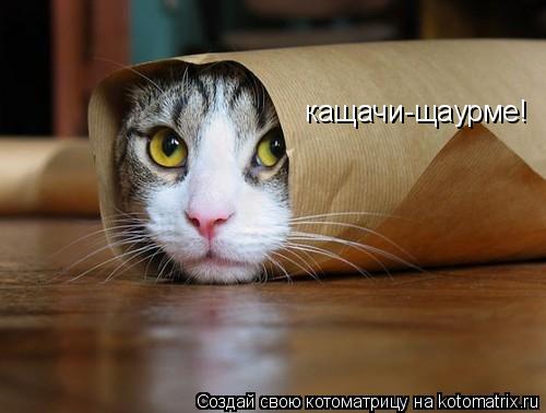 кащачи-щаурме!... Котоматрица: кащачи-щаурме!