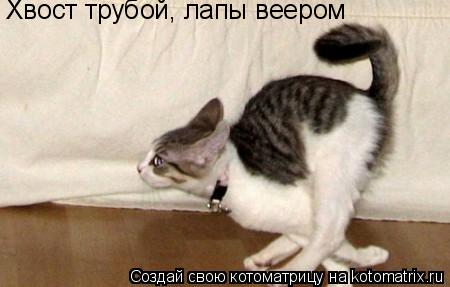Хвост трубой, лапы веером... Котоматрица: Хвост трубой, лапы веером