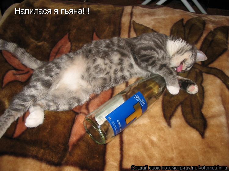 Котоматрица: Напилася я пьяна!!!