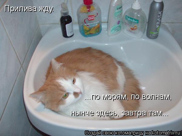Котоматрица: Прилива жду. ...по морям, по волнам, нынче здесь, завтра там...