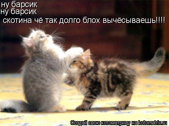 ну барсик ну барсик скотина чё так долго блох вычёсываешь!!!!... Котоматрица: ну барсик ну барсик скотина чё так долго блох вычёсываешь!!!!