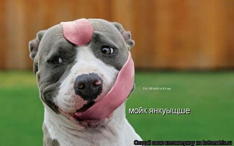 мойк янкуыщше... Котоматрица: мойк янкуыщше