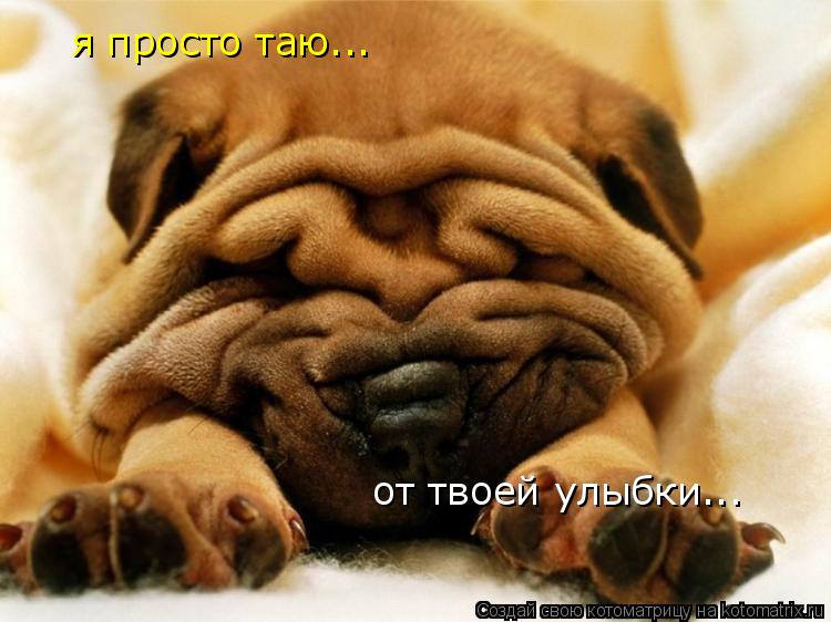 я просто таю... от твоей улыбки...... Котоматрица: я просто таю... от твоей улыбки...