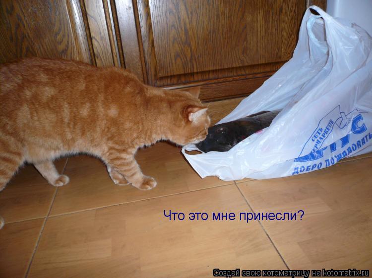 Что это мне принесли?... Котоматрица: Что это мне принесли?