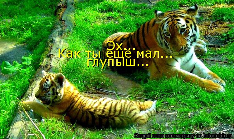 Эх... Как ты ещё мал... глупыш...... Котоматрица: Эх... Как ты ещё мал... глупыш...