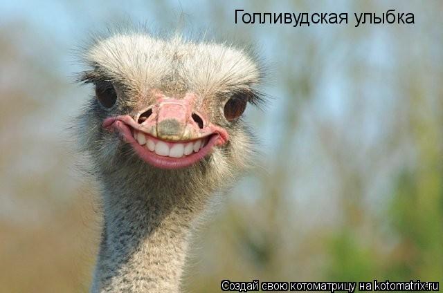 Голливудская улыбка... Котоматрица: Голливудская улыбка