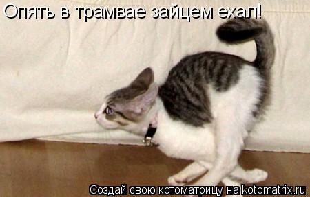 Опять в трамвае зайцем ехал!... Котоматрица: Опять в трамвае зайцем ехал!