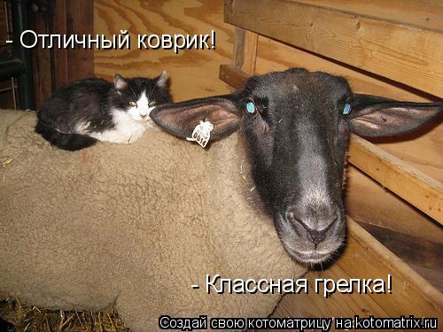 Котоматрица: - Отличный коврик! - Классная грелка!