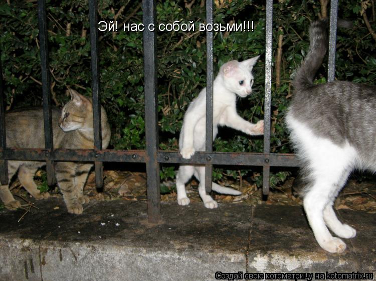 Эй! нас с собой возьми!!!... Котоматрица: Эй! нас с собой возьми!!!