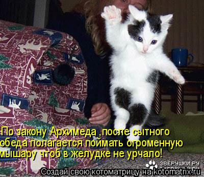 По закону Архимеда ,после сытного обеда полагается поймать огроменную мышару чтоб в желудке не урчало... Котоматрица: По закону Архимеда ,после сытного обеда полагается поймать огроменную мышару чтоб в желудке не урчало!