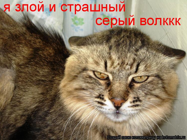 я злой и страшный серый волк я злой и страшный серый волккк... Котоматрица: я злой и страшный серый волк я злой и страшный серый волккк