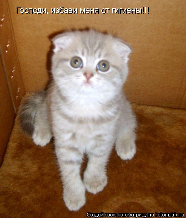 Господи, избави меня от гигиены!!!... Котоматрица: Господи, избави меня от гигиены!!!