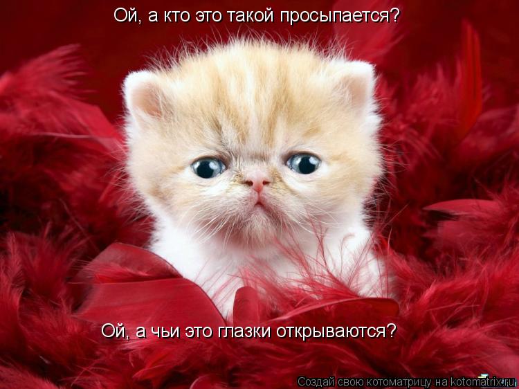Ой, а кто это такой просыпается? Ой, а чьи это глазки открываются?... Котоматрица: Ой, а кто это такой просыпается? Ой, а чьи это глазки открываются?