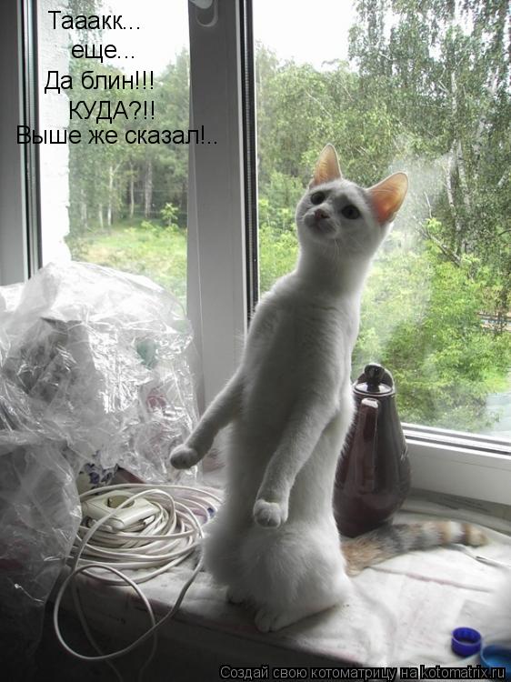 Тааакк... еще... Да блин!!! КУДА?!! Выше же сказал!..... Котоматрица: Тааакк... еще... Да блин!!! КУДА?!! Выше же сказал!..
