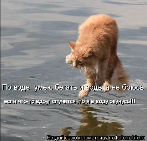 По воде умею бегать и воды я не боюсь если что-то вдруг случится ,то я в воду окунусь!!!... Котоматрица: По воде умею бегать и воды я не боюсь если что-то вдруг случится ,то я в воду окунусь!!!