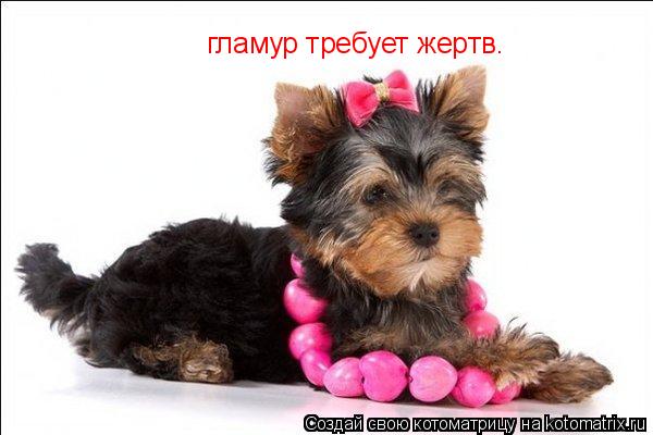 гламур требует жертв.... Котоматрица: гламур требует жертв.