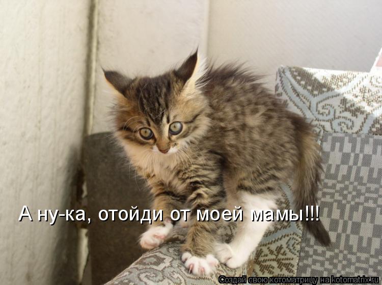 А ну-ка, отойди от моей мамы!!!... Котоматрица: А ну-ка, отойди от моей мамы!!!