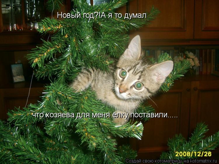 Новый год?!А я то думал что хозяева для меня ёлку поставили........ Котоматрица: Новый год?!А я то думал что хозяева для меня ёлку поставили.....