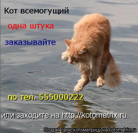 Кот всемогущий одна штука заказывайте по тел. 555000222 или заходите на http://kotomatrix.ru.... Котоматрица: Кот всемогущий одна штука заказывайте по тел. 555000222 или заходите на http://kotomatrix.ru.