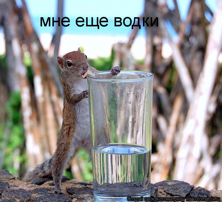 мне еще водки... Котоматрица: мне еще водки