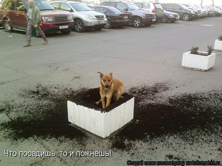 Что посадишь, то и пожнёшь!... Котоматрица: Что посадишь, то и пожнёшь!