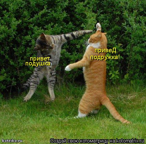 привет подушка привеД подружка!... Котоматрица: привет подушка привеД подружка!