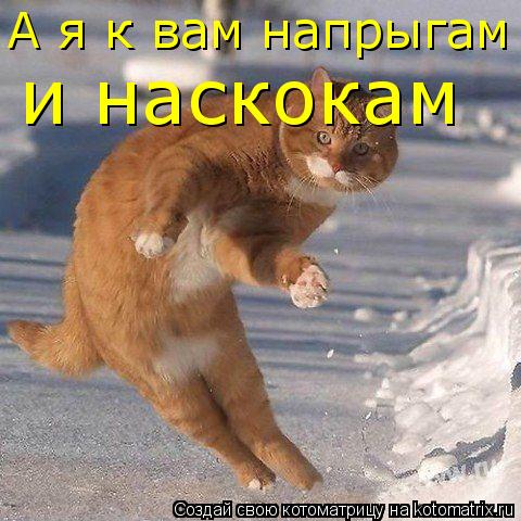 А я к вам напрыгам и наскокам... Котоматрица: А я к вам напрыгам и наскокам